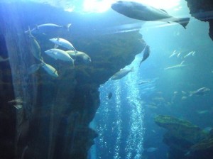 成人部　春季社会見学その?〜京都水族館〜