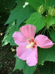 桃花塾の夏景色