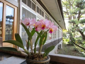 桃花塾　春のはじまり?