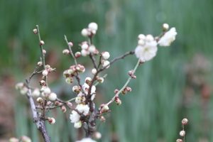 桃花塾の冬景色〜?お花バージョン?