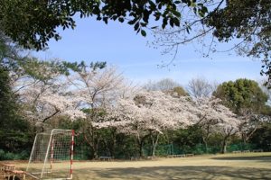 桃花塾　〜桜　?　舞い散る〜