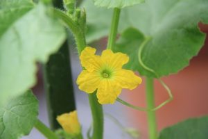 春?ギャラリー?〜お野菜のお花〜