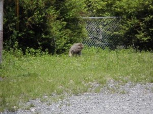 児童部春季社会見学〜箕面の滝＆勝尾寺