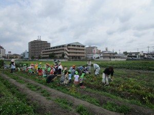 じゃがいも掘りと”ひばり”の赤ちゃん？！