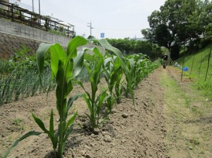 夏野菜?〜児童部農園から収穫〜