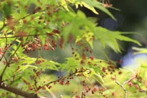 もみじ〜春から夏そして…秋に〜