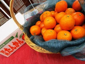 タンカン〜社会福祉法人 吾子の里（あこのさと）様より頂きました♪〜