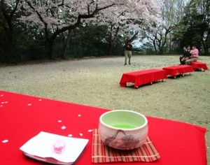 さくら祭り週間企画〜お花見野点茶会を楽しむ会?〜