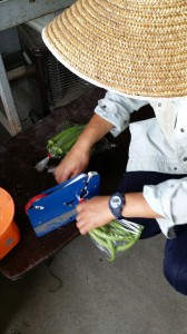 通所便り〜夏の販売とお豆の成長〜