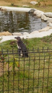 どうぶつ・ケープペンギン