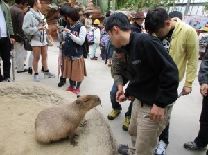 カピバラに餌やり?