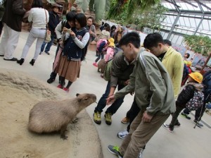 カピバラに餌やり?