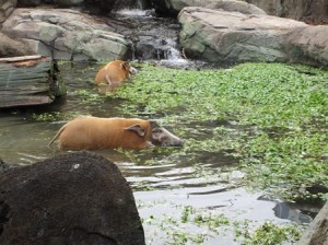 どうぶつ・アカカワイノシシ