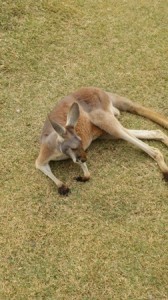 どうぶつ・カンガルー