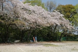 野点〜可愛いお点前　児童部の女の子〜