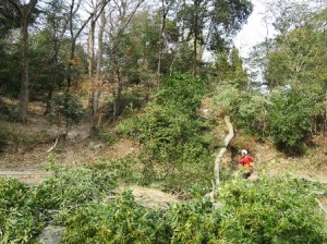 作業風景・樹木の伐採~通所部便り