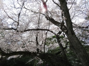 お花見茶話会~通所部便り~