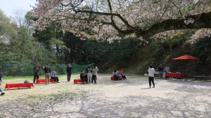 お花見をしながら野点を楽しみました~茶道部〜