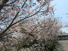 桜満開　お花見弁当とお誕生日ケーキ