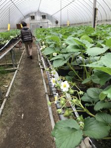 ピーチぴち🍓いちご