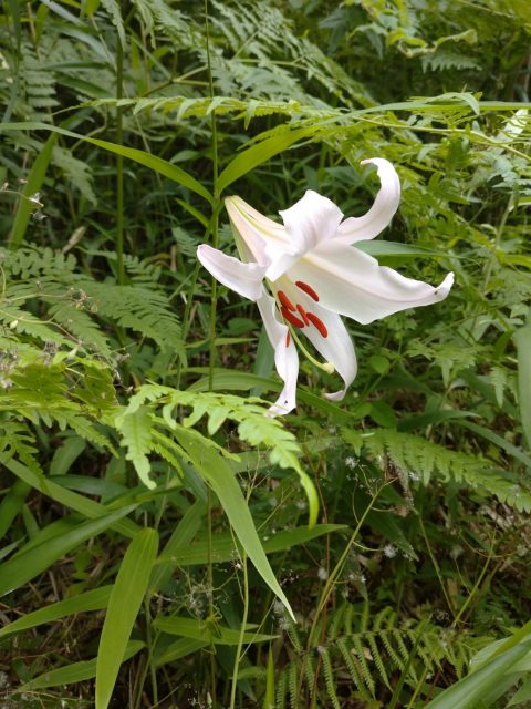 初夏のお花が咲き始めました♪