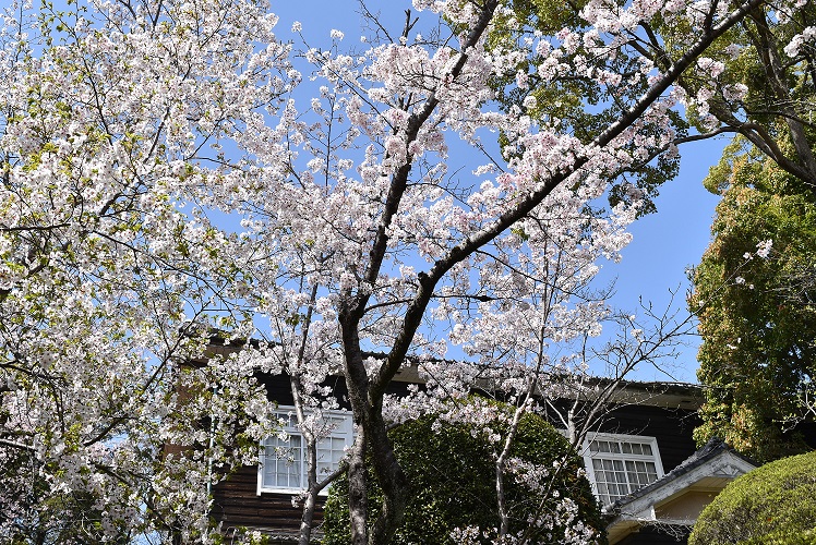 4月になりました