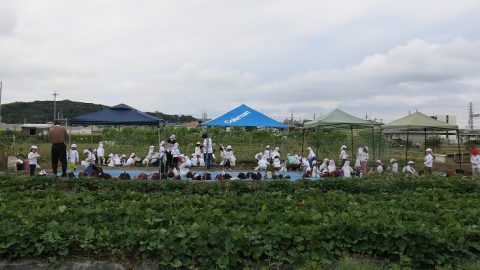 幼稚園　保育園　こども園　園児さんとさつまいも堀り🍠