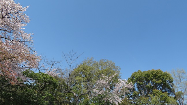 通所部のお花見🌸