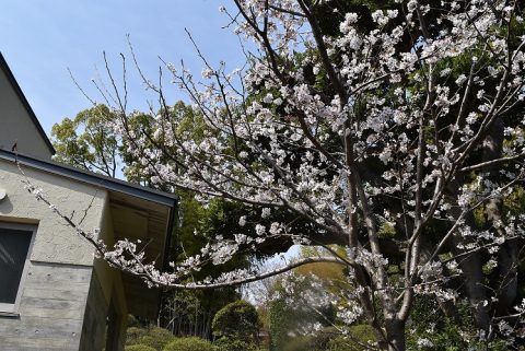 お花見弁当