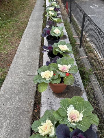 今年も葉牡丹がきれいに育ちました♪