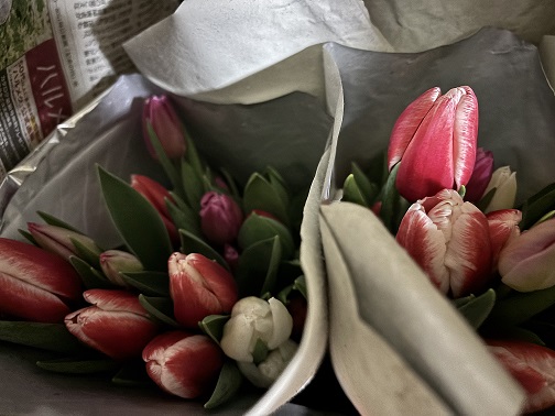 今年も冬に咲くチューリップが🌷
